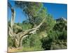 Theodore Roosevelt National Park-Gordon Semmens-Mounted Photographic Print