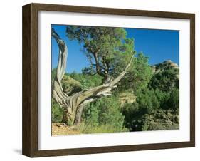 Theodore Roosevelt National Park-Gordon Semmens-Framed Photographic Print