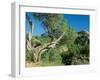 Theodore Roosevelt National Park-Gordon Semmens-Framed Photographic Print