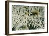 Theodore Roosevelt National Park-Gordon Semmens-Framed Photographic Print