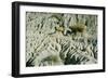 Theodore Roosevelt National Park-Gordon Semmens-Framed Photographic Print