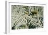 Theodore Roosevelt National Park-Gordon Semmens-Framed Photographic Print