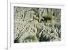 Theodore Roosevelt National Park-Gordon Semmens-Framed Photographic Print