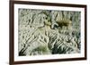 Theodore Roosevelt National Park-Gordon Semmens-Framed Photographic Print