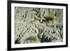 Theodore Roosevelt National Park-Gordon Semmens-Framed Photographic Print