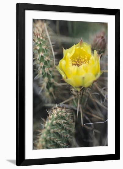 Theodore Roosevelt National Park-Gordon Semmens-Framed Photographic Print