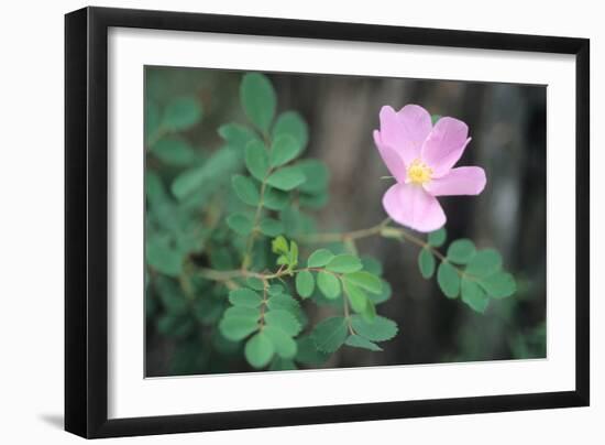 Theodore Roosevelt National Park-Gordon Semmens-Framed Photographic Print