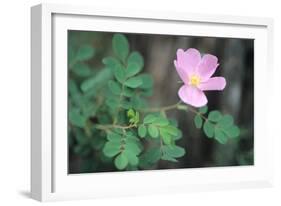 Theodore Roosevelt National Park-Gordon Semmens-Framed Photographic Print