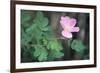 Theodore Roosevelt National Park-Gordon Semmens-Framed Photographic Print