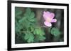 Theodore Roosevelt National Park-Gordon Semmens-Framed Photographic Print