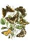 Just the Print