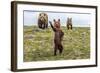 There’s Always One (Brown Bear Cub)-Art Wolfe-Framed Giclee Print