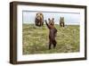 There’s Always One (Brown Bear Cub)-Art Wolfe-Framed Giclee Print