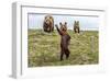 There’s Always One (Brown Bear Cub)-Art Wolfe-Framed Giclee Print