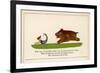 There was a Young Lady of Clare Who was Madly Pursued by a Bear-Edward Lear-Framed Premium Giclee Print