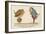 There Was an Old Man Who Said, 'Hush! I Perceive a Young Bird in This Bush!'-Edward Lear-Framed Giclee Print