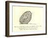 There Was an Old Person of Brigg, Who Purchased No End of a Wig-Edward Lear-Framed Giclee Print