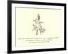 There Was an Old Person of Jodd, Whose Ways Were Perplexing and Odd-Edward Lear-Framed Giclee Print