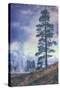 Thermal Trees - Yellowstone National Park-Vincent James-Stretched Canvas