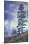 Thermal Trees - Yellowstone National Park-Vincent James-Mounted Photographic Print
