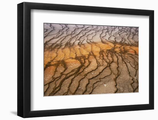 Thermophile bacterial mats at hotspring, Grand Prismatic Spring, Midway Geyser Basin, Yellowstone-Bill Coster-Framed Photographic Print