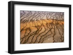 Thermophile bacterial mats at hotspring, Grand Prismatic Spring, Midway Geyser Basin, Yellowstone-Bill Coster-Framed Photographic Print