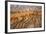 Thermophile bacterial mats at hotspring, Grand Prismatic Spring, Midway Geyser Basin, Yellowstone-Bill Coster-Framed Photographic Print