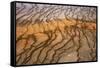 Thermophile bacterial mats at hotspring, Grand Prismatic Spring, Midway Geyser Basin, Yellowstone-Bill Coster-Framed Stretched Canvas