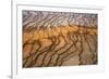 Thermophile bacterial mats at hotspring, Grand Prismatic Spring, Midway Geyser Basin, Yellowstone-Bill Coster-Framed Photographic Print