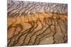 Thermophile bacterial mats at hotspring, Grand Prismatic Spring, Midway Geyser Basin, Yellowstone-Bill Coster-Mounted Photographic Print