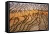 Thermophile bacterial mats at hotspring, Grand Prismatic Spring, Midway Geyser Basin, Yellowstone-Bill Coster-Framed Stretched Canvas