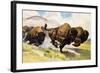 These Buffalo are Bison, 1962-G. W Backhouse-Framed Giclee Print