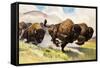 These Buffalo are Bison, 1962-G. W Backhouse-Framed Stretched Canvas