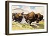 These Buffalo are Bison, 1962-G. W Backhouse-Framed Giclee Print