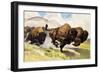 These Buffalo are Bison, 1962-G. W Backhouse-Framed Giclee Print