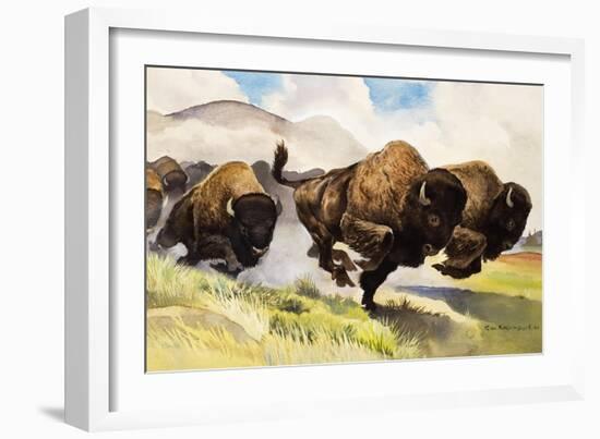 These Buffalo are Bison, 1962-G. W Backhouse-Framed Giclee Print