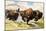 These Buffalo are Bison, 1962-G. W Backhouse-Mounted Giclee Print