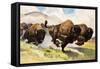 These Buffalo are Bison, 1962-G. W Backhouse-Framed Stretched Canvas