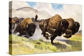 These Buffalo are Bison, 1962-G. W Backhouse-Stretched Canvas