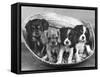 These Four Cavalier King Charles Spaniel Puppies Sit Quietly in the Basket-Thomas Fall-Framed Stretched Canvas