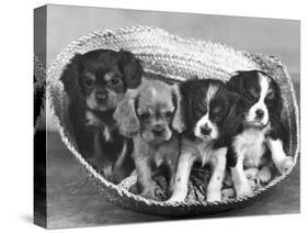 These Four Cavalier King Charles Spaniel Puppies Sit Quietly in the Basket-Thomas Fall-Stretched Canvas
