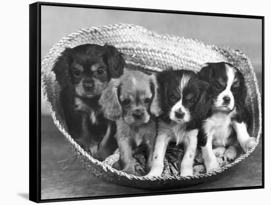 These Four Cavalier King Charles Spaniel Puppies Sit Quietly in the Basket-Thomas Fall-Framed Stretched Canvas