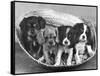 These Four Cavalier King Charles Spaniel Puppies Sit Quietly in the Basket-Thomas Fall-Framed Stretched Canvas