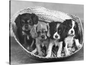 These Four Cavalier King Charles Spaniel Puppies Sit Quietly in the Basket-Thomas Fall-Stretched Canvas