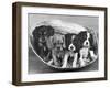 These Four Cavalier King Charles Spaniel Puppies Sit Quietly in the Basket-Thomas Fall-Framed Premium Photographic Print