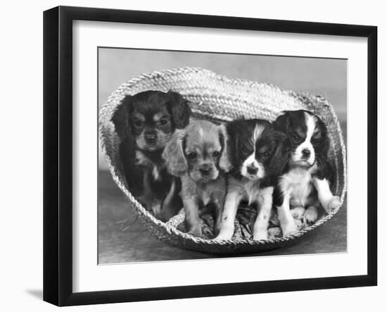 These Four Cavalier King Charles Spaniel Puppies Sit Quietly in the Basket-Thomas Fall-Framed Premium Photographic Print