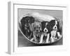 These Four Cavalier King Charles Spaniel Puppies Sit Quietly in the Basket-Thomas Fall-Framed Premium Photographic Print