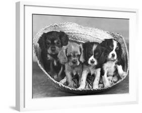 These Four Cavalier King Charles Spaniel Puppies Sit Quietly in the Basket-Thomas Fall-Framed Photographic Print