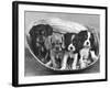 These Four Cavalier King Charles Spaniel Puppies Sit Quietly in the Basket-Thomas Fall-Framed Photographic Print