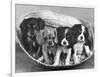 These Four Cavalier King Charles Spaniel Puppies Sit Quietly in the Basket-Thomas Fall-Framed Photographic Print